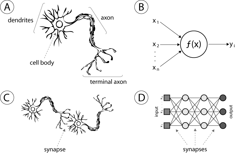 Neuron ann.png