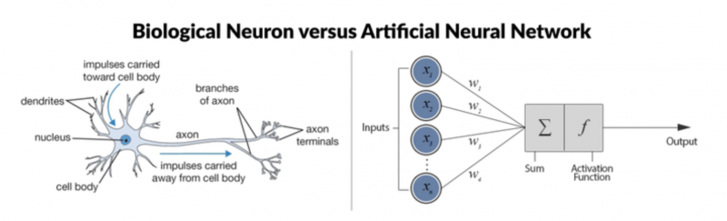 File:Bio neuron vs ann.png